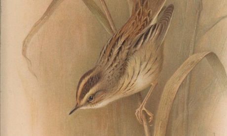 The aquatic warbler, the bird with the longest staying power