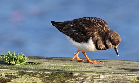 Turnstone, Nairn Harbour