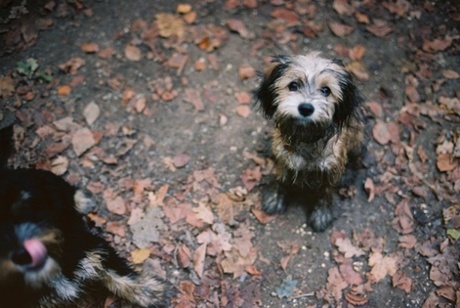 Charlie & his brother Vito on a very muddy hike through the woods.