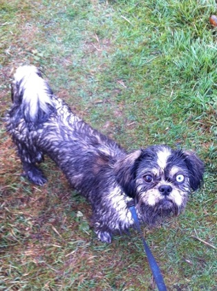 Wet and muddy shih tzu!