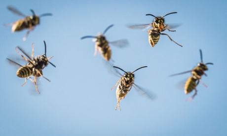 Wasps arrive at their wasps' nest in Frankfurt, Germany, 9 July 2015. 