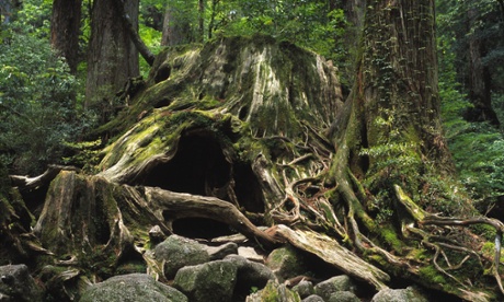 The famous felled cedar of Wilson’s Stump, Yakushima, Kagoshima Prefecture, Japan