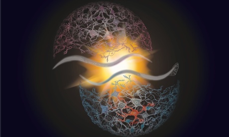  Artistic rendition of the adult male and hermaphrodite C. elegans head connectivity