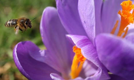 Climate change will bring forward spring by three weeks, a study predicts.