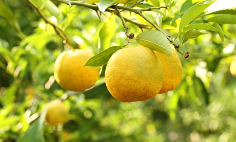 three yuzu fruit on a branch