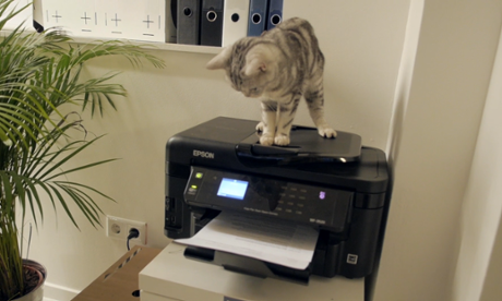 Cat on photocopier