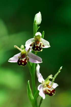 Bee orchid.
