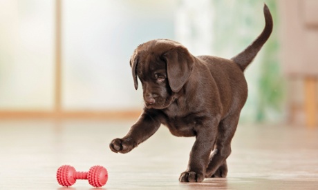 Puppy dog playing with toy bone