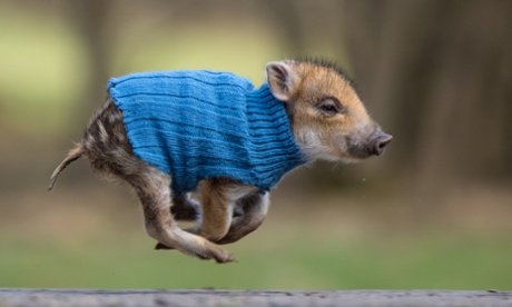 An orphaned piglet in a jumper. Just the kind of picture that needs an “aww” button.