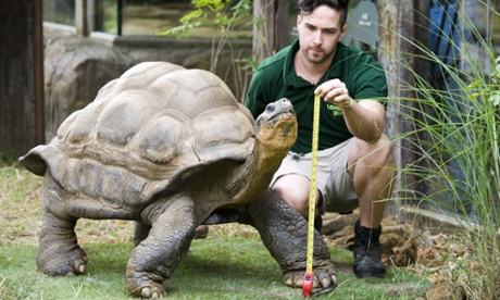 Tortoise being measured