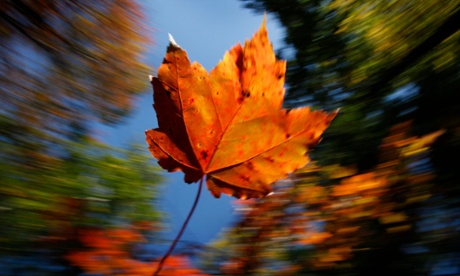 A maple leaf falls on a crisp autumn day in Freeport, Maine in 2009.