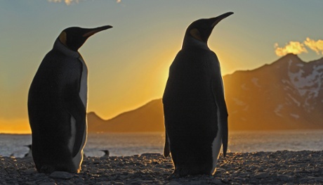 King penguin in an episode of Frozen Planet