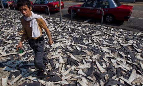 Thousands of shark fins line a street, obstructing traffic in Hong Kong, China. Sharks have long been one of the top predators in the oceans, but they have been usurped by humans. Today, they are among the most threatened of marine species worldwide due to overfishing largely for their fins.