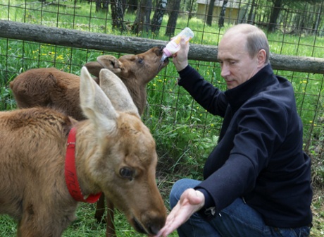 Putin feeding elks at a national park in Moscow, June 2010.