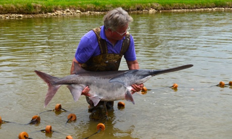 A paddlefish.