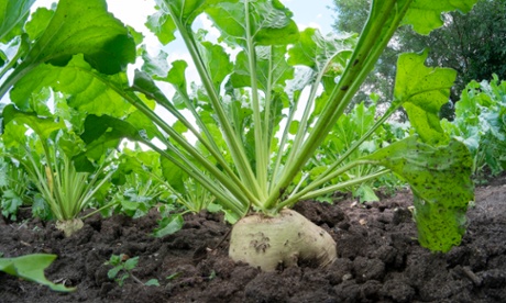 Sugar beet