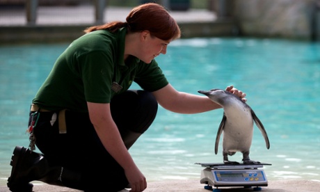 From zookeepers to vets, there are a variety of careers out there for those who love animals.