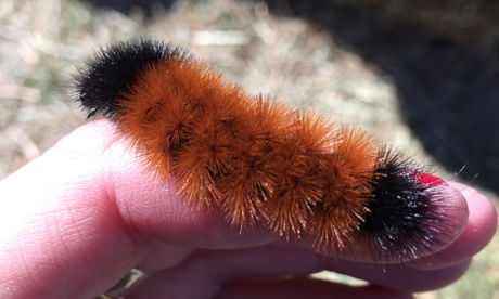 wooly worm