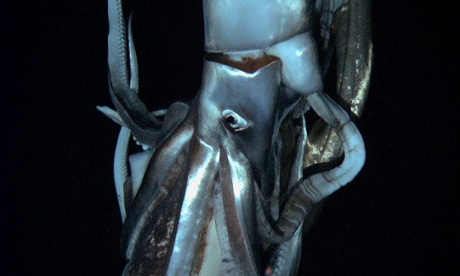 A rare sighting of a giant squid, near the Ogasawara islands in Japan.