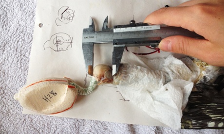 The skull of a bird is measured using a caliper