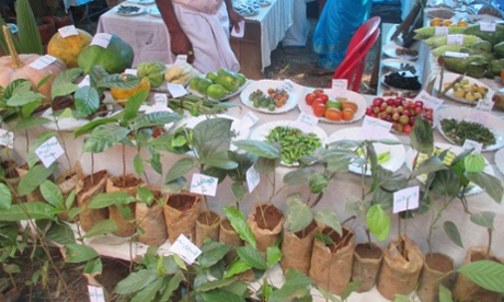 Seedfest in India 