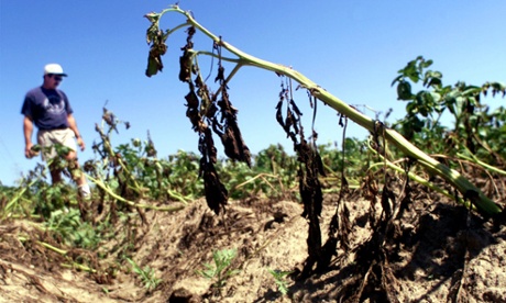 Long Island farmer Hank Kraszewski Jr., surveying extensive damage to his field of Superior early variety potatoes in Southampton, N.Y., where plants were killed by continued high temperatures and lack of rain. A new study has found that GDP and agricultural productivity fall when average temperatures rise above 13°C.