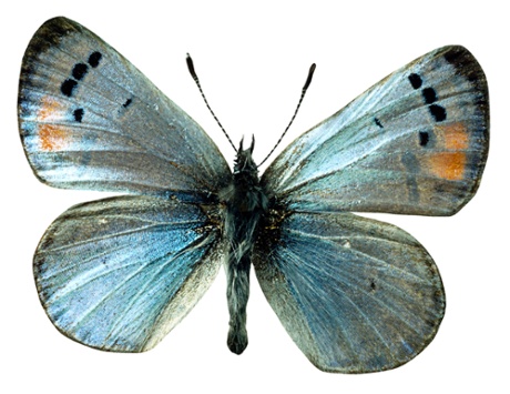 A butterfly - said to be the spirit of Reg – occasionally appears at Theatre Royal, Bath.