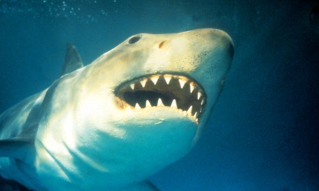 Jaws