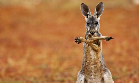 Kangaroo