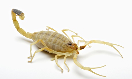 Deathstalker Scorpion