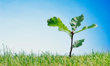 Root and branch: a very young oak tree reaching for the sky.