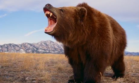 Now just insert arm … grizzly bear roaring