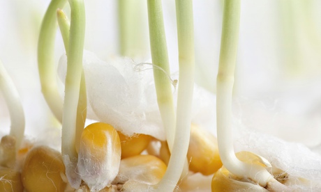 sprouting corn