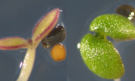 climate change, crop resilience, environmental stress