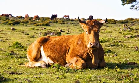 Brown cow lying in a field and looking at camera