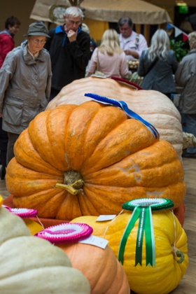 The competing pumpkins.
