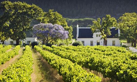 Rows of grapevines at a vineyard