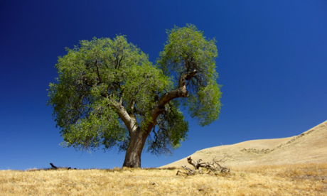 Blue Oak tree in the Tehachapis Mountains, California. This tree species is sensitive to winter precipitation and was used to reconstruct the Sierra Nevada snowpack over the last 500 years.
