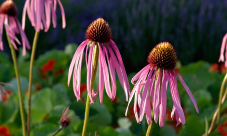 Pale purple cone flower (Echinacea pallida). 