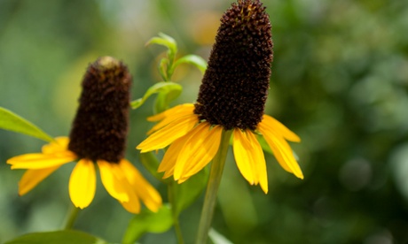 Great coneflower (Rudbeckia maxima) 