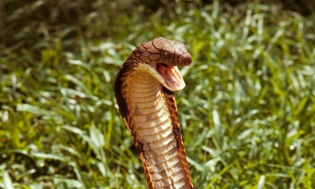 The King Cobra, a very poisonous snake, rearing its head to strike