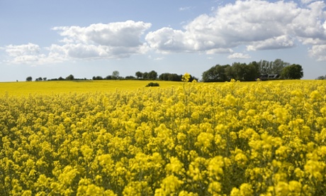 Canola fields in Skane's rural hinterland