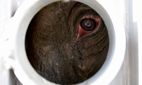 Elephant Tonya looks out of the container during her removal from the Zoo Blijdorp in Rotterdam to Prague Zoo in Prague May 9, 2012. Two years later Tonya died suddenly of an acute bacterial infection.