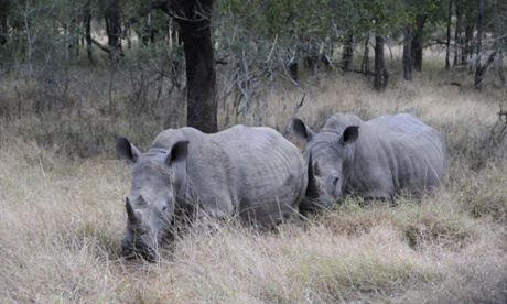 (FILES) -- Rhinos coming out from under some trees at Hlane Royal National Park, Swaziland's largest protected area. The park is too small to support its current population of 19 elephants.