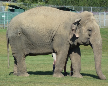Indian elephant Lucy, during the brief Edmonton summer, showing clear signs of obesity, likely linked to her long periods of winter confinement.