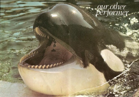 Orca at Windsor Safari Park