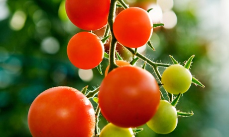 MIT’s Open Agriculture Lab is developing and sharing open-source technologies that encourage local food production, including specialised boxes designed for a specific crop, such as tomatoes