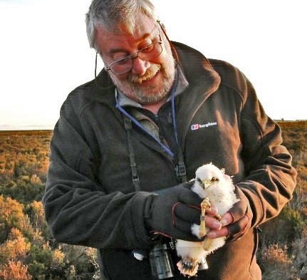 Mick Carroll with a Montagu’s harrier chick in 2010.