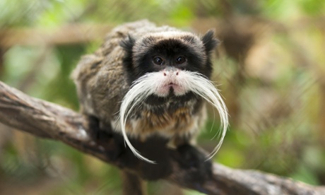 Black-chinned emperor tamarin