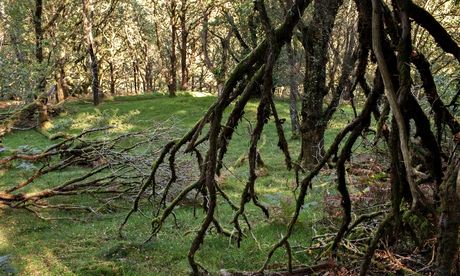 Llennyrch Celtic Rainforest